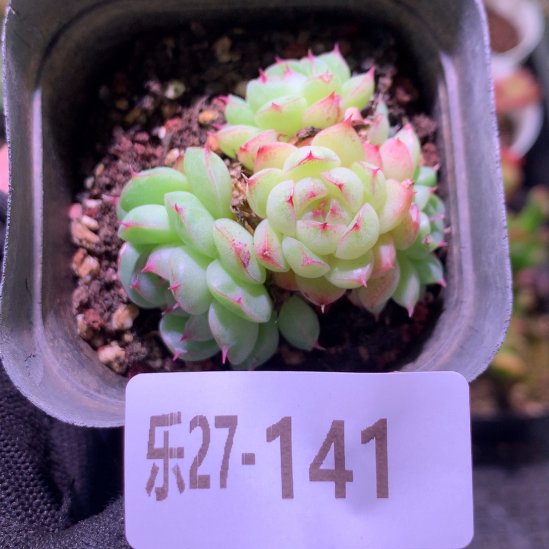 乐然27-141 麦秆群 