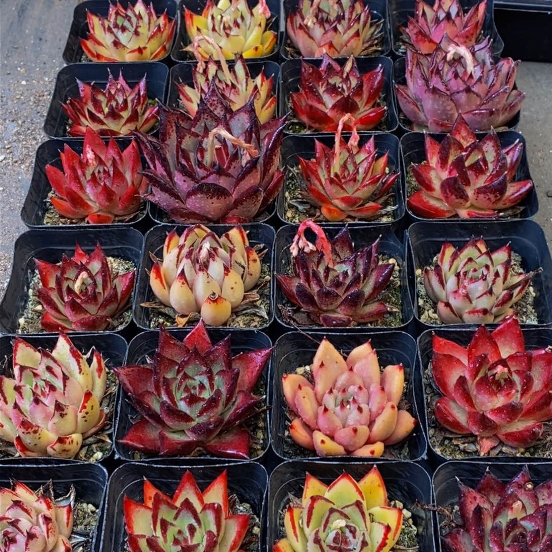 620的人和我一起看