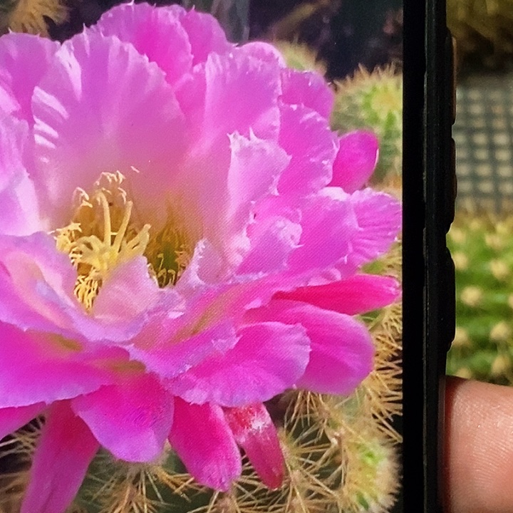 毛 荷花粉/侧芽歪20包邮/