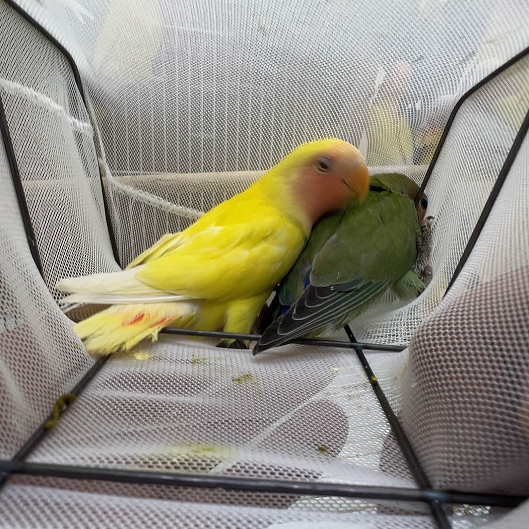 记***零桃脸牡丹鹦鹉黄桃加绿桃