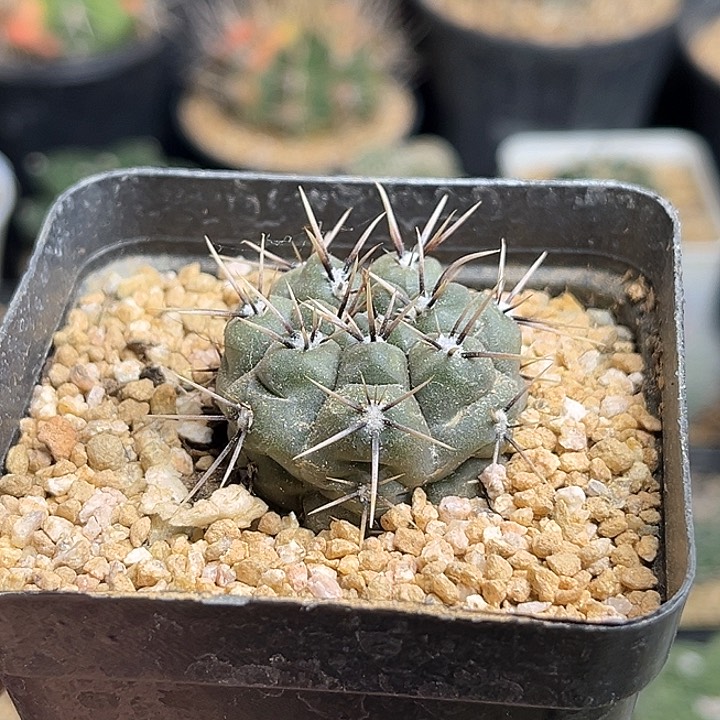 恐龙丸实生球3公分