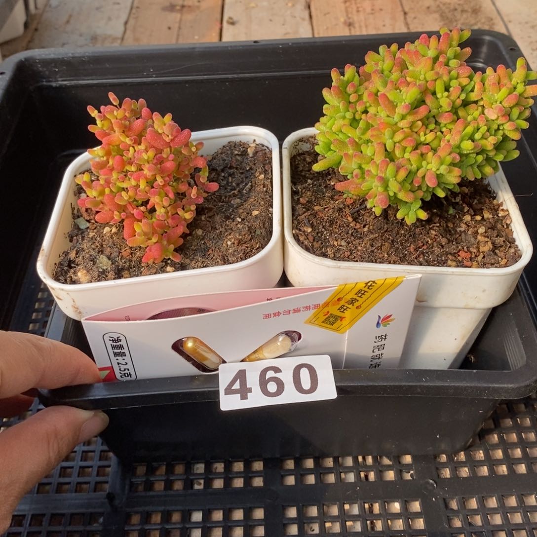 枝干番杏多肉植物460