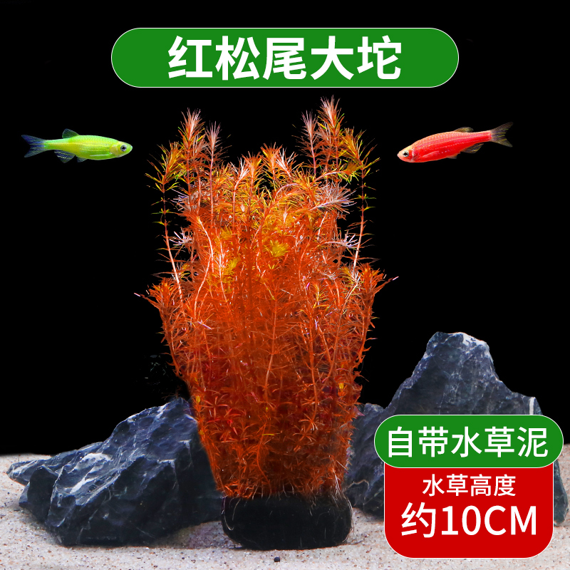 红松尾大坨鱼缸水草植物增氧阴性淡水鱼草新手懒人坨草