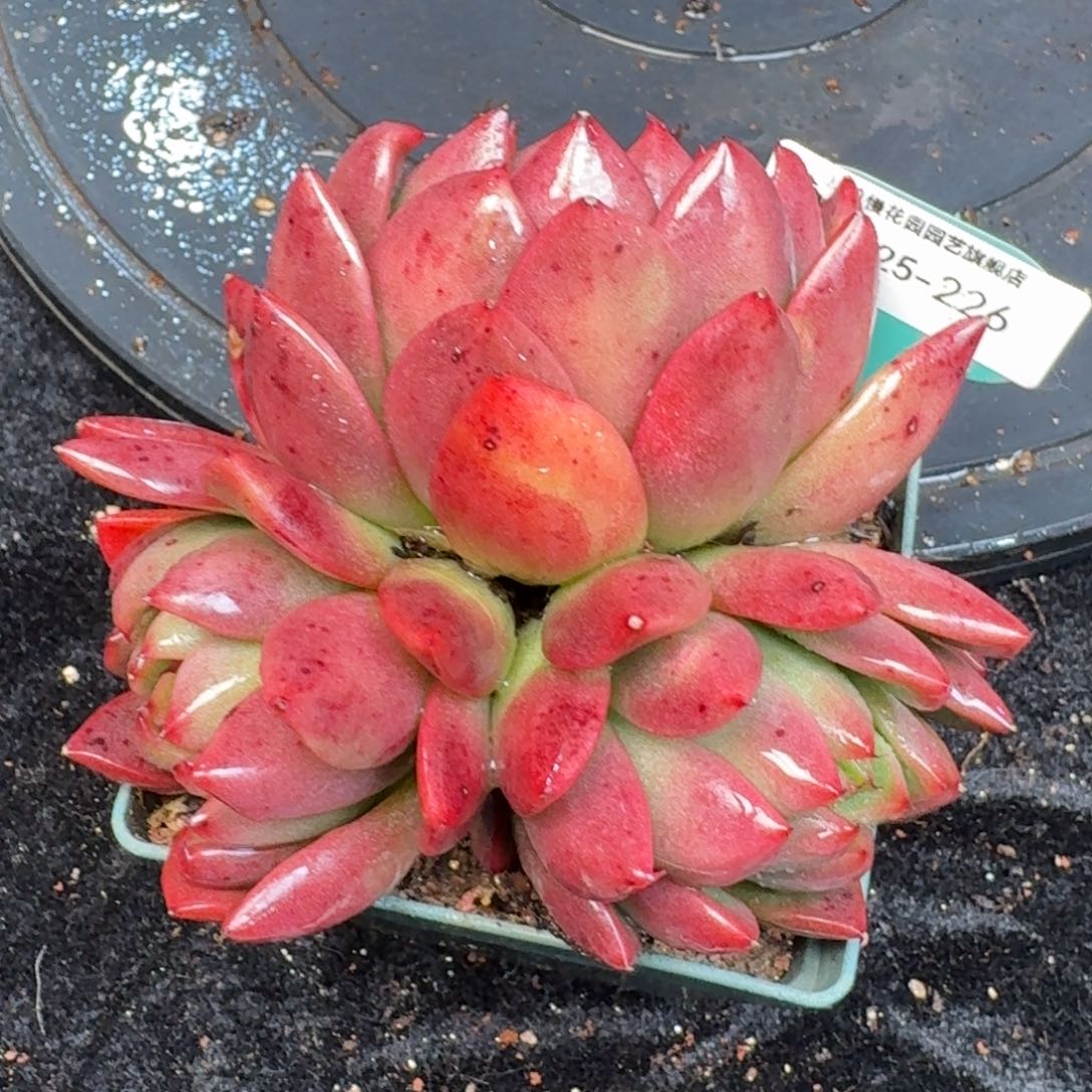 从前慢多肉精选编号1225.229