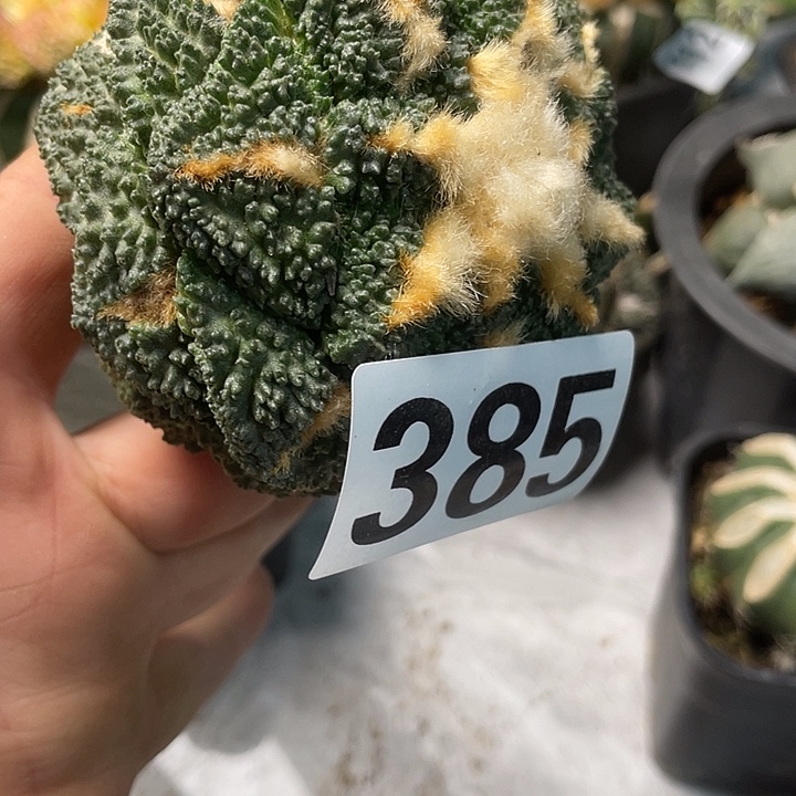 完全开放385哥斯拉