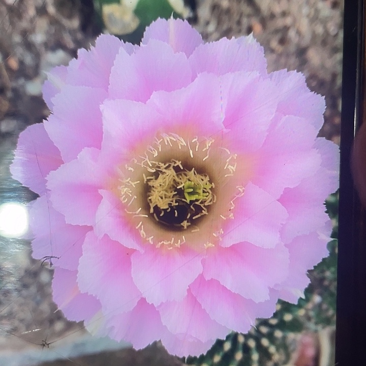 嘟22号黄心黑喉2-2.5公分侧牙