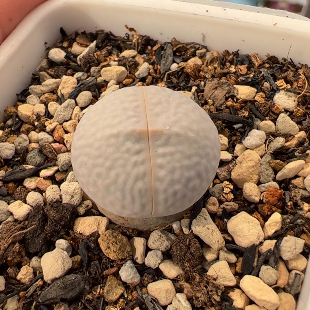 061多肉植物百科