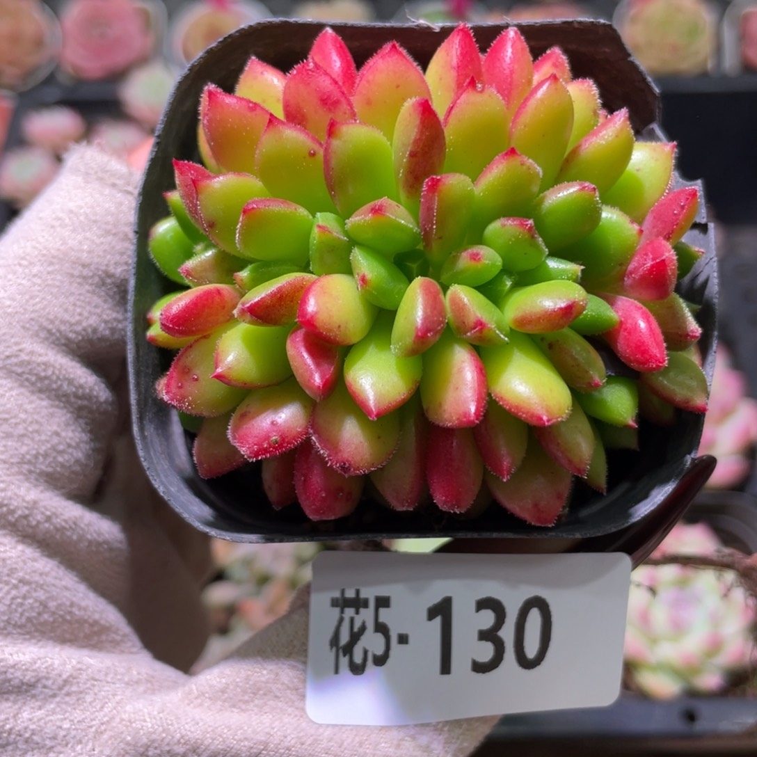 花利美5-130红唇缀化