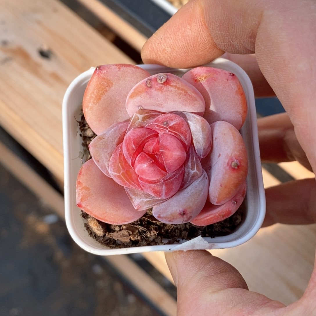 精品多肉一物一拍不包整127