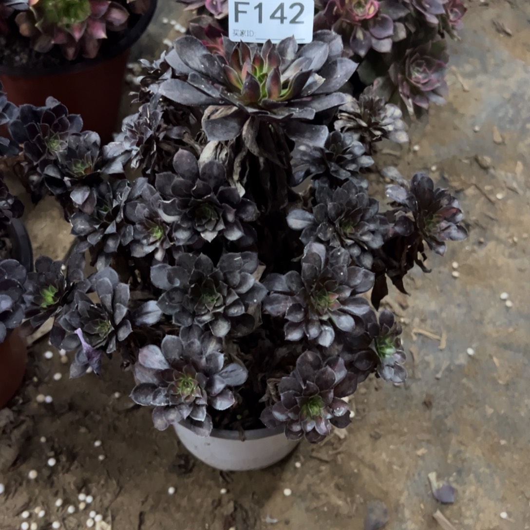 142黑铜壶法师多肉植物法师