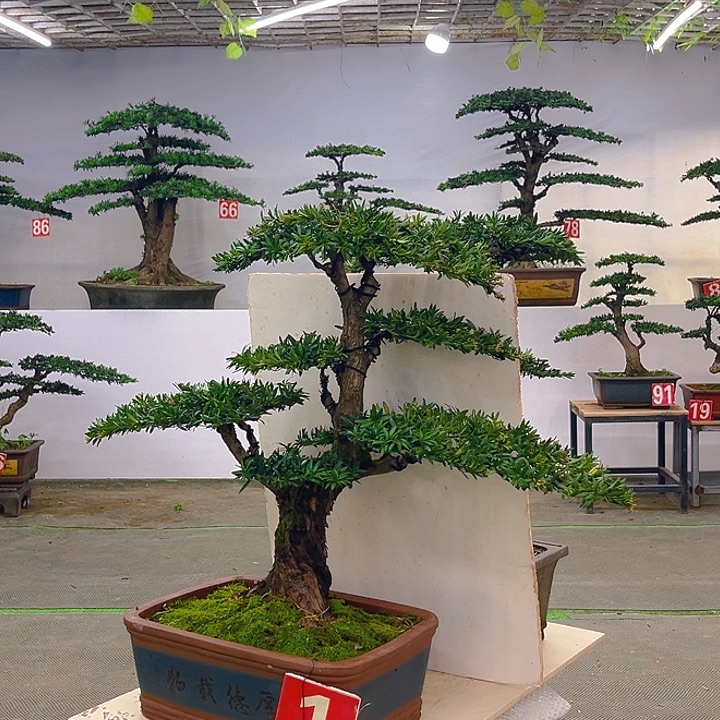 不开花植物罗汉松