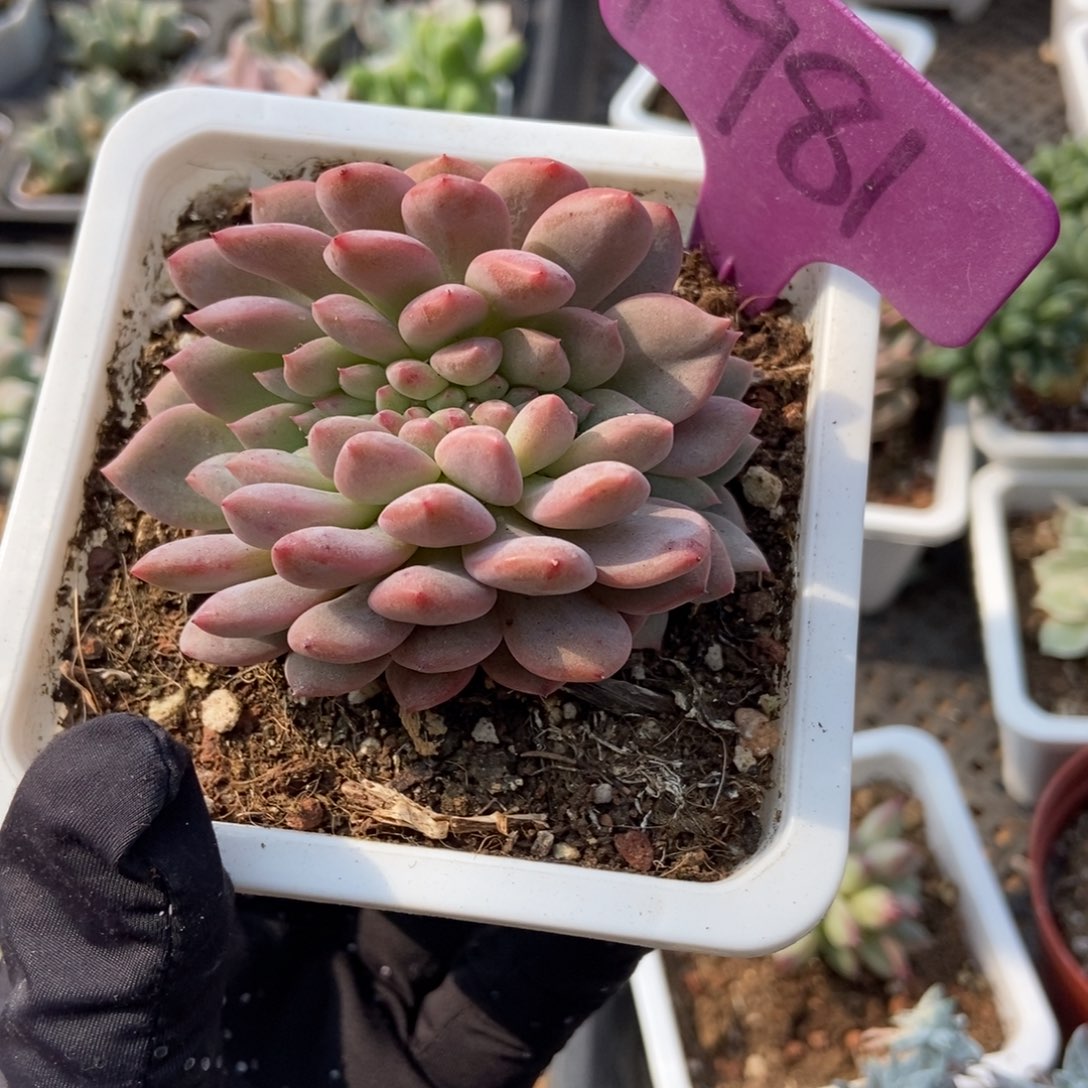 1981爱丽尔缀多肉植物保护