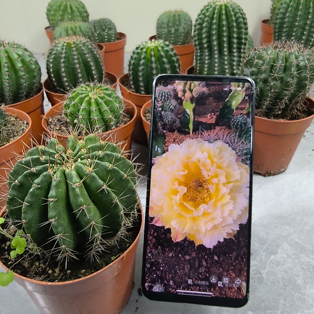 自根羽毛10号带盆发（7cm起）