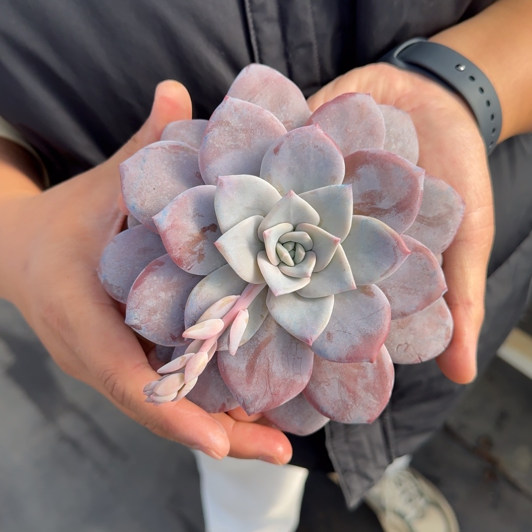 从前慢花园多肉编号-红茶