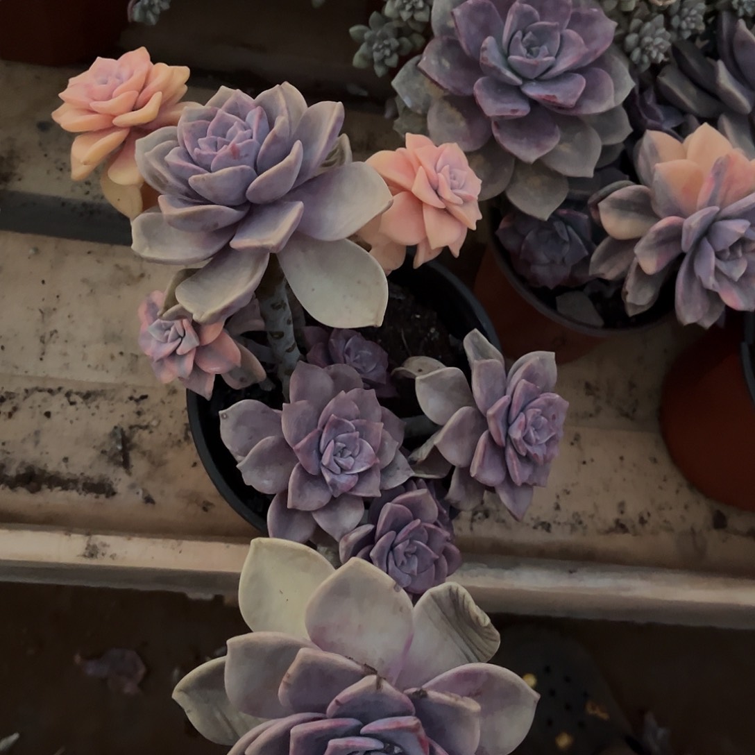 h****a多肉植物紫乐景X7