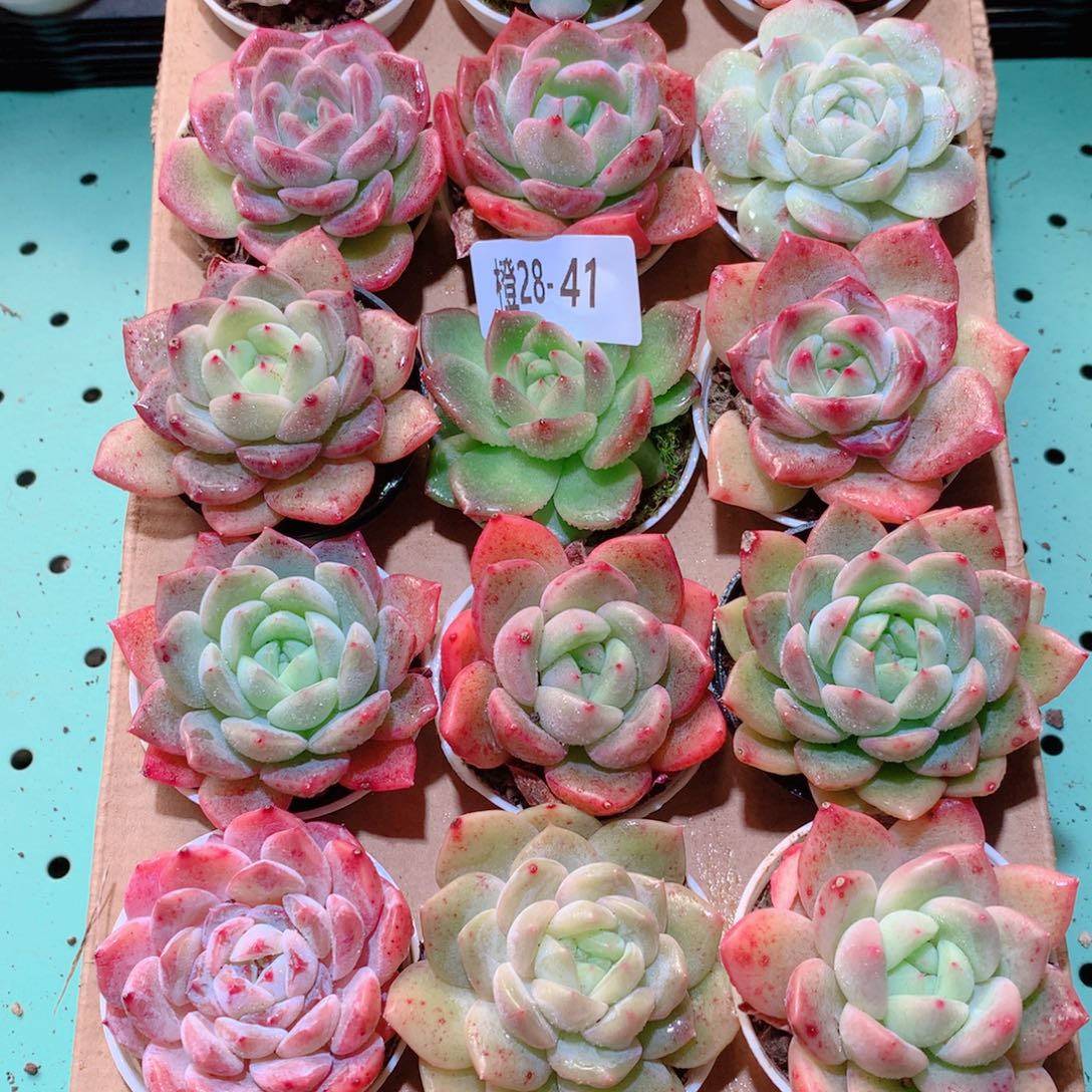 28-41一物一拍多肉带盆18颗