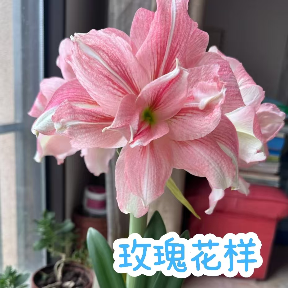 【玫瑰花漾】朱顶红南非重瓣种球大花浓香室内盆栽四季开花植物
