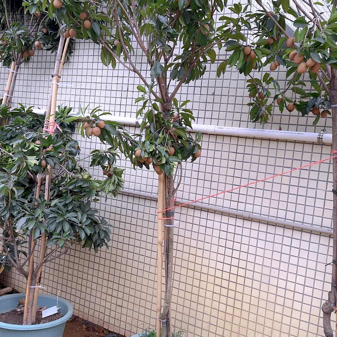 风**圆马来西亚人心果111111