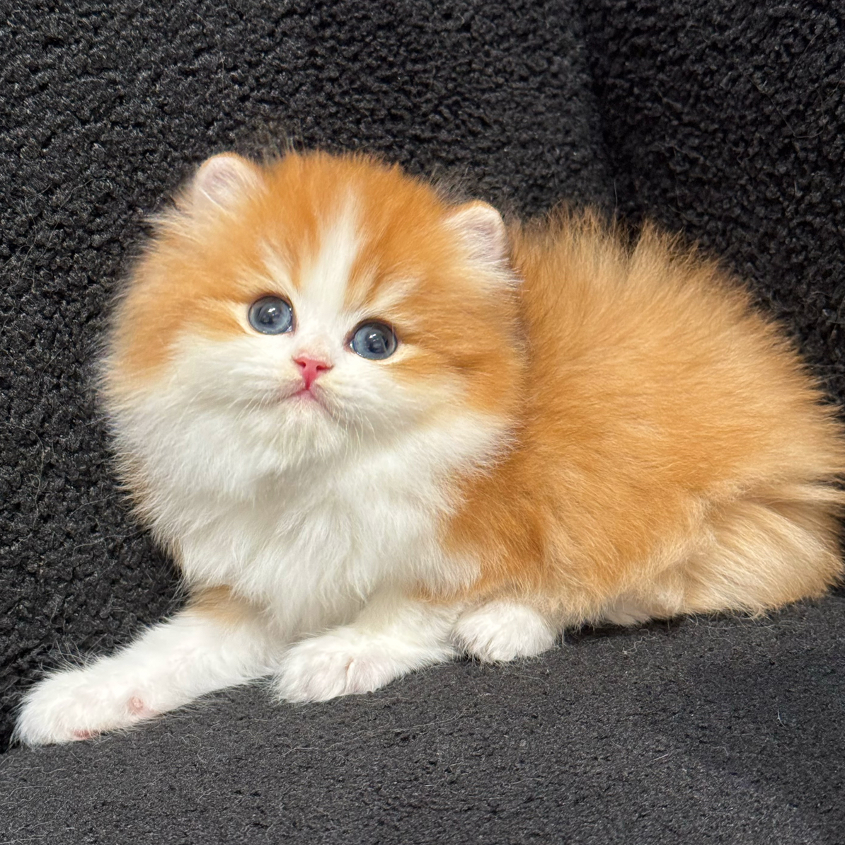 （全款咨询主播）熊版金加白12色长毛弟弟活体猫