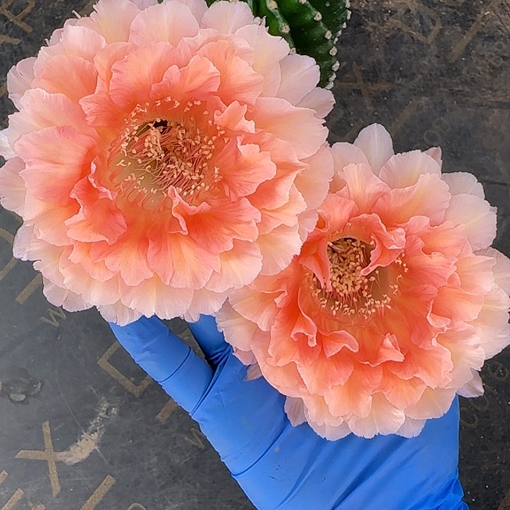 雅森531号自根球特大号