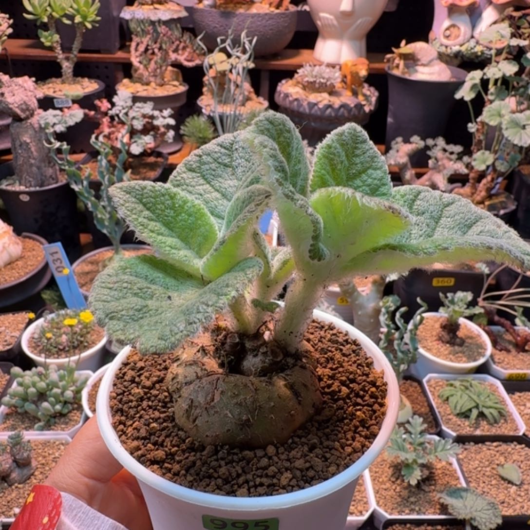 断涯皇子995 仙人掌