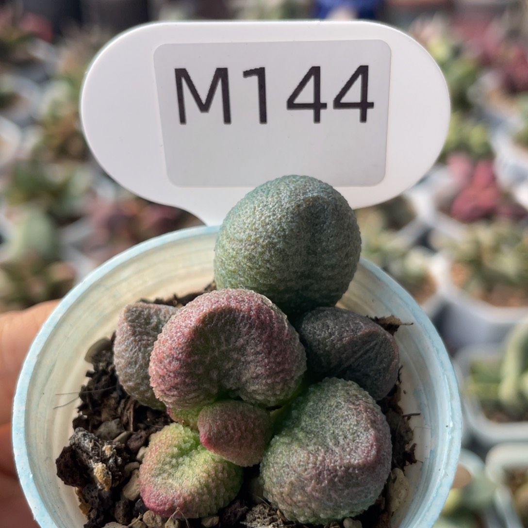 水蜜桃。 M144。