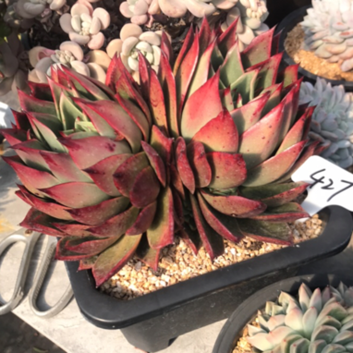 427号多肉植物盆栽植物火鸟系一物一拍