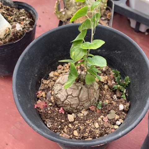 只*?龟甲龙单4仙人球