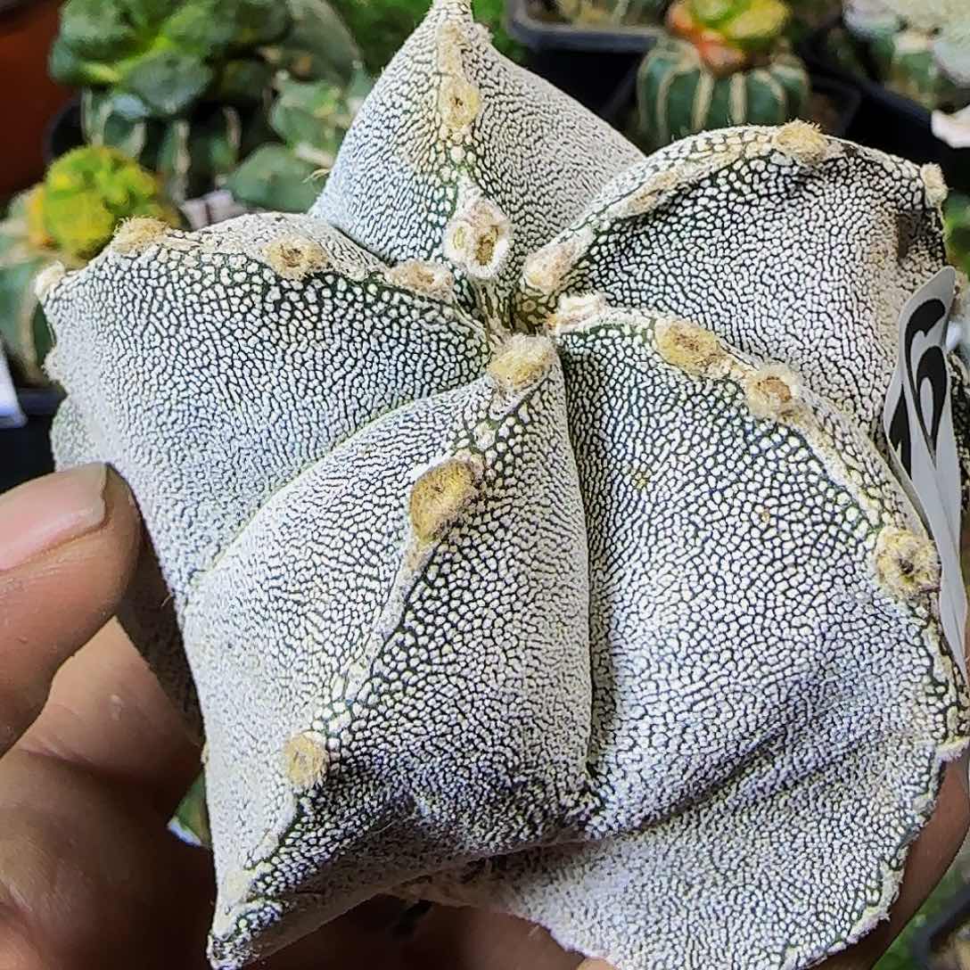 恩冢676刚出根的