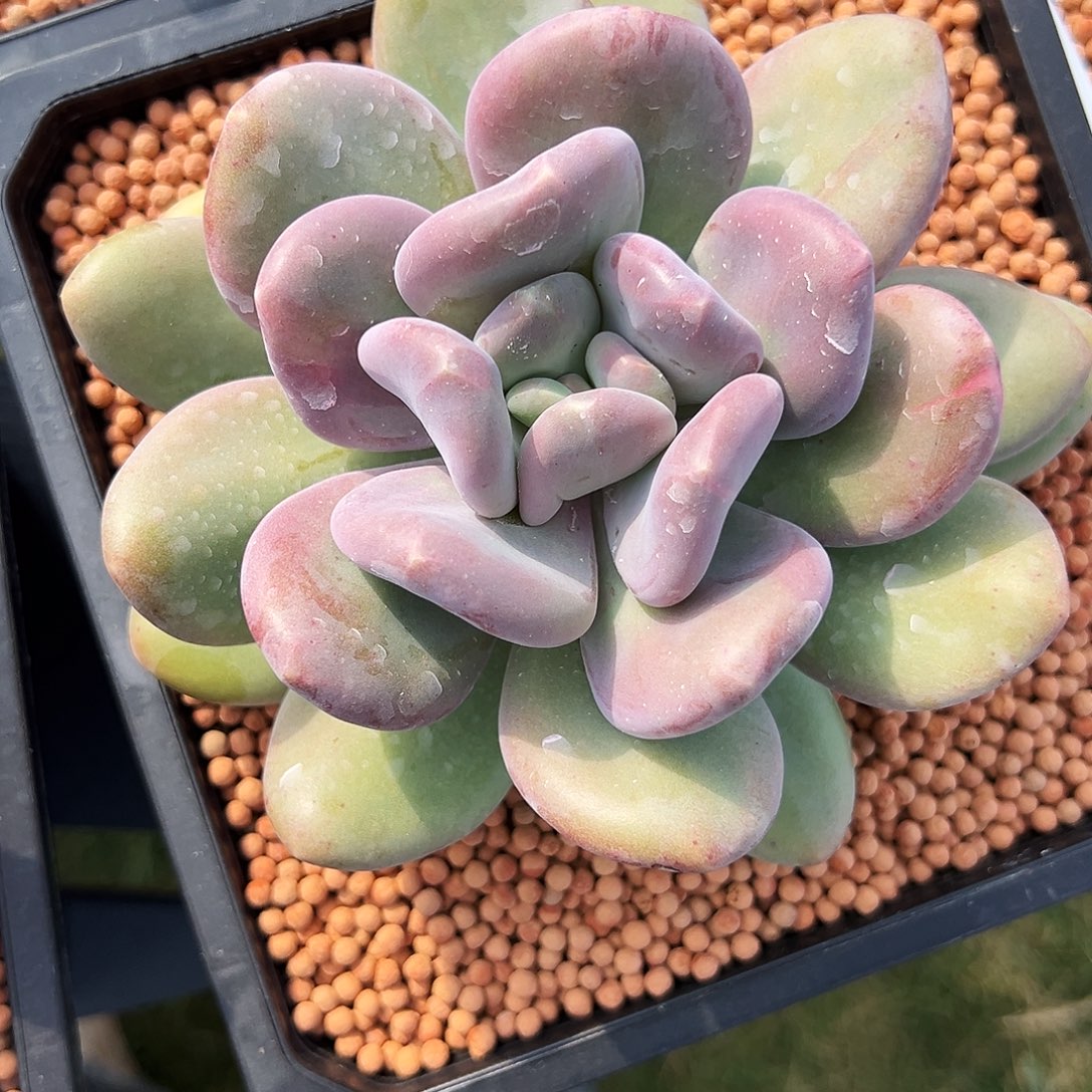 好看好看好看好看