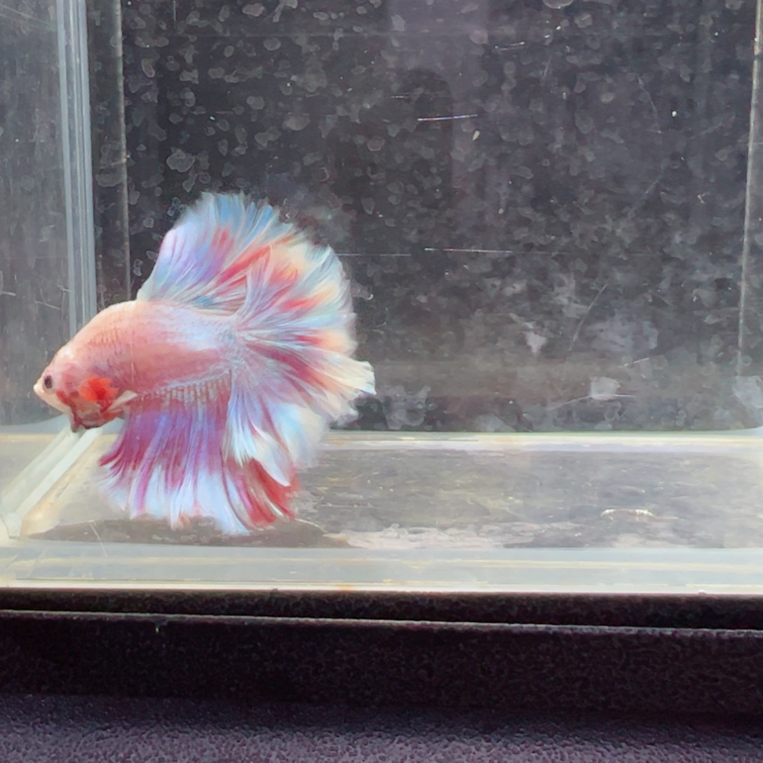 斗鱼浅色特殊尾hhhh