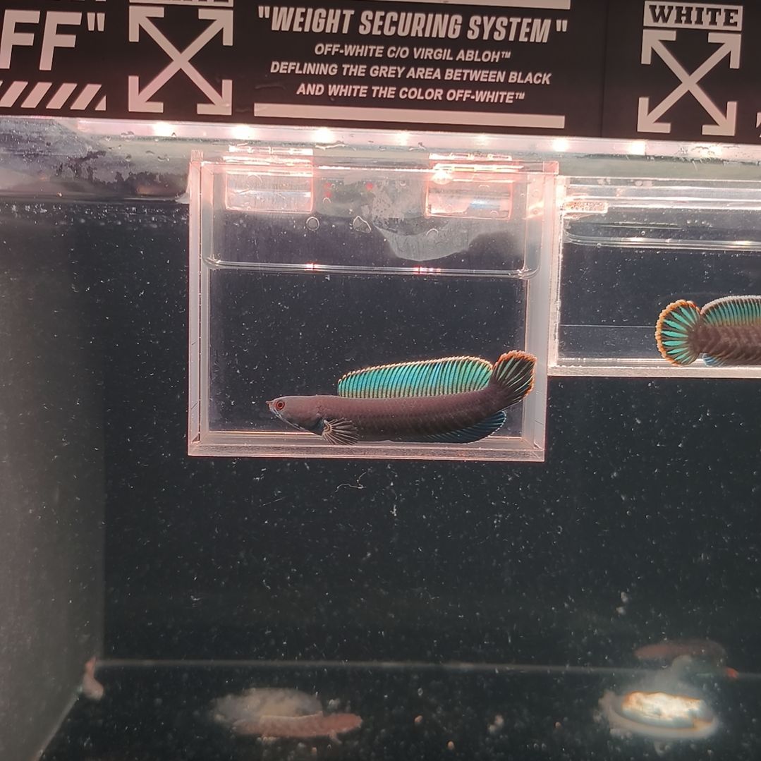 雷龙鱼。。。。。。。。。。。