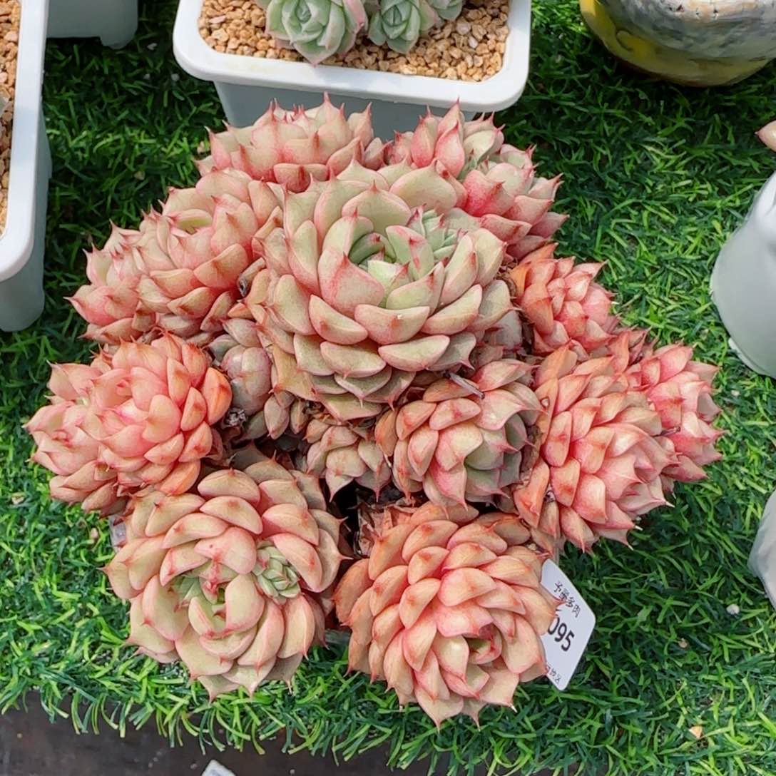 笨吧无砍，4095多肉植物