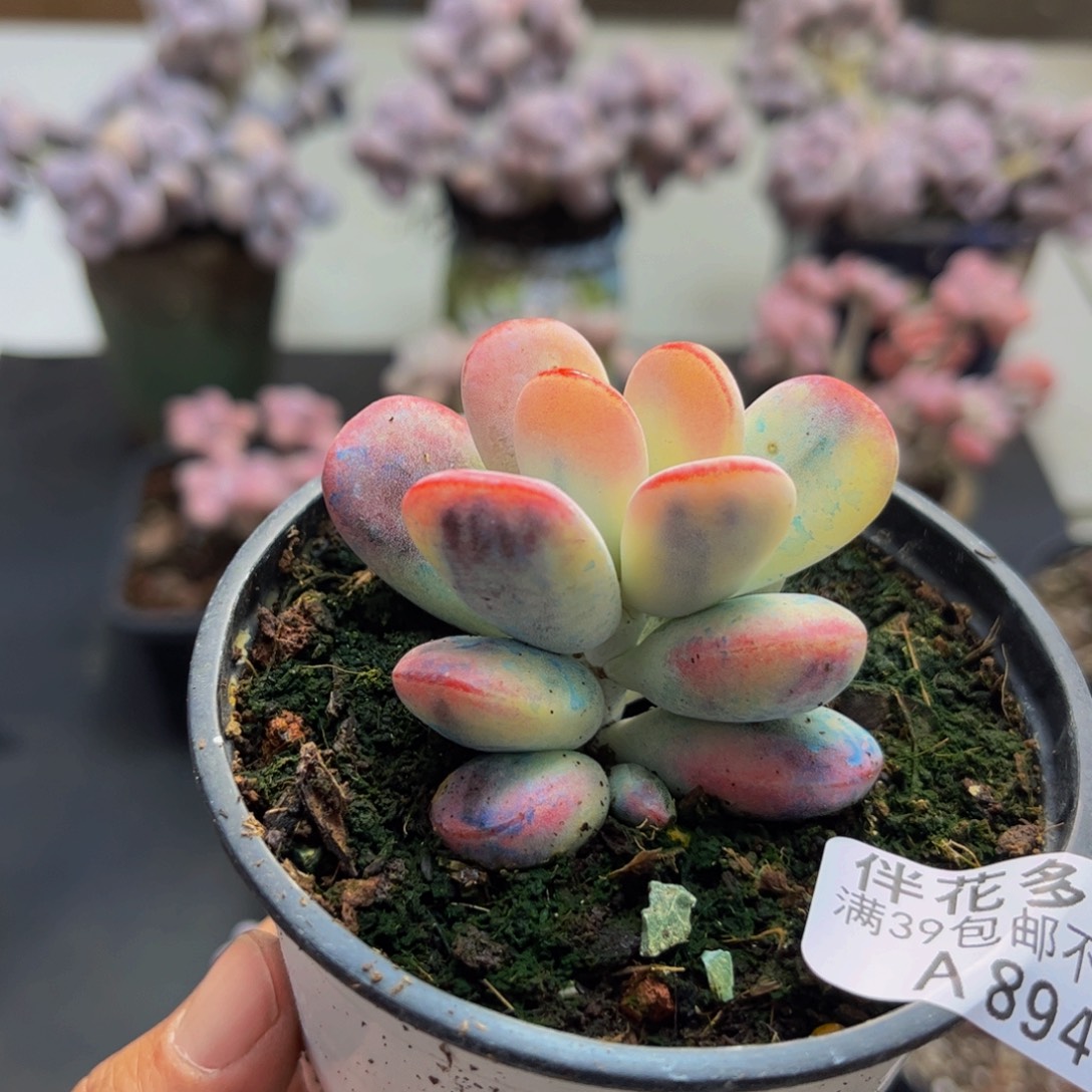 894/5cm乒乓福娘锦多肉植物