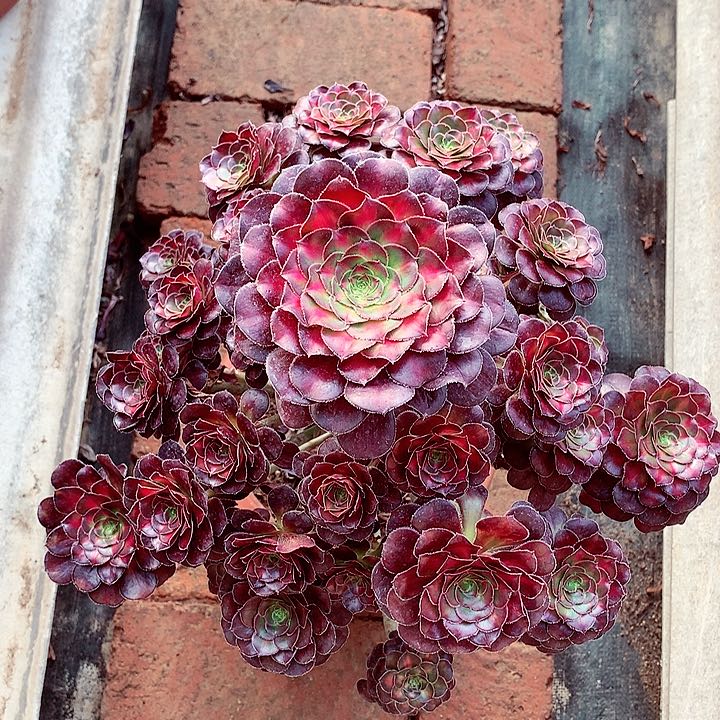 晚霞的，多肉植物