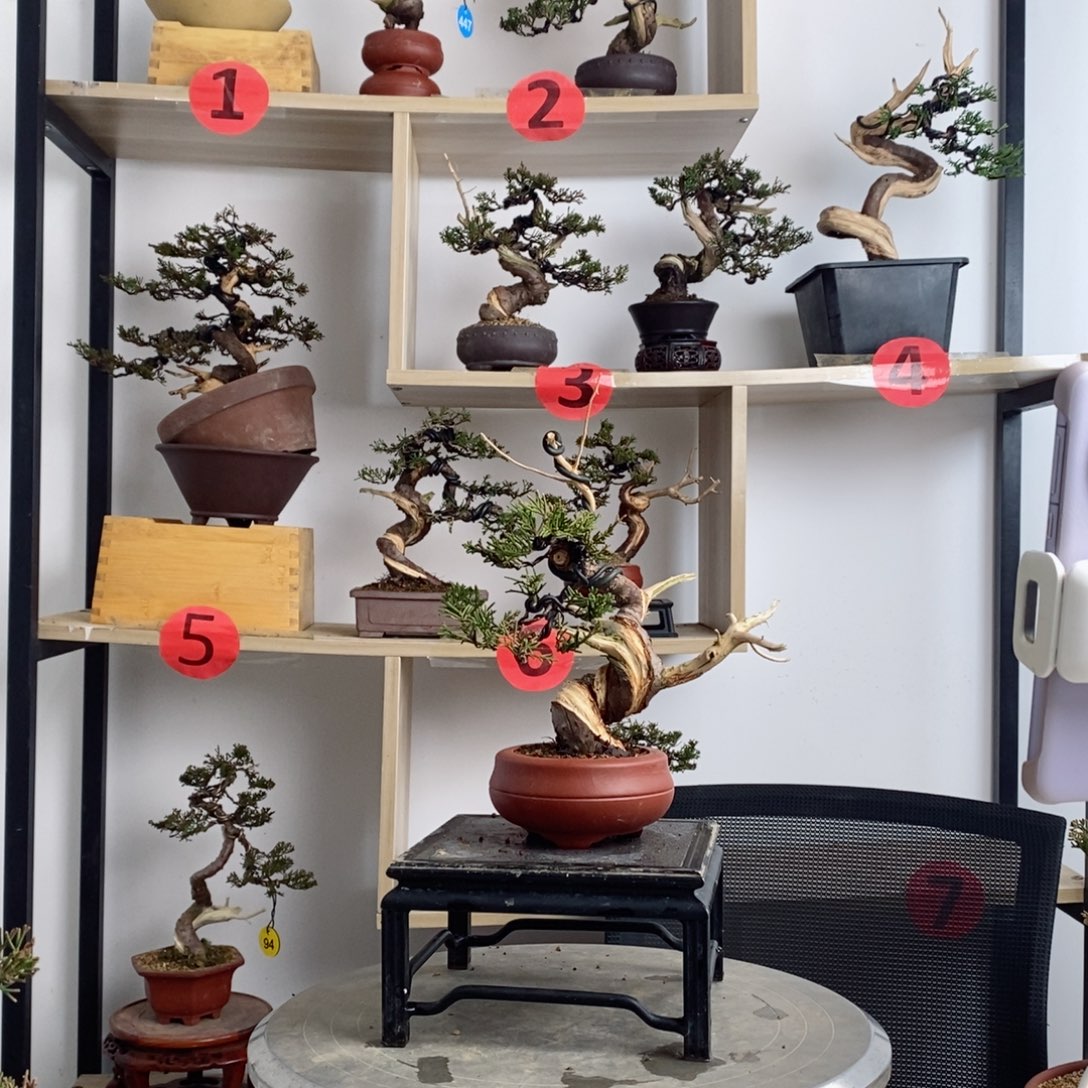 蓝*盆景艺术设计专业