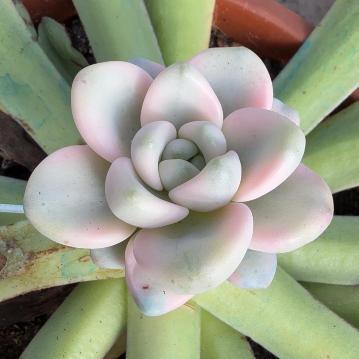 花斑路超白锦腹欧你锦