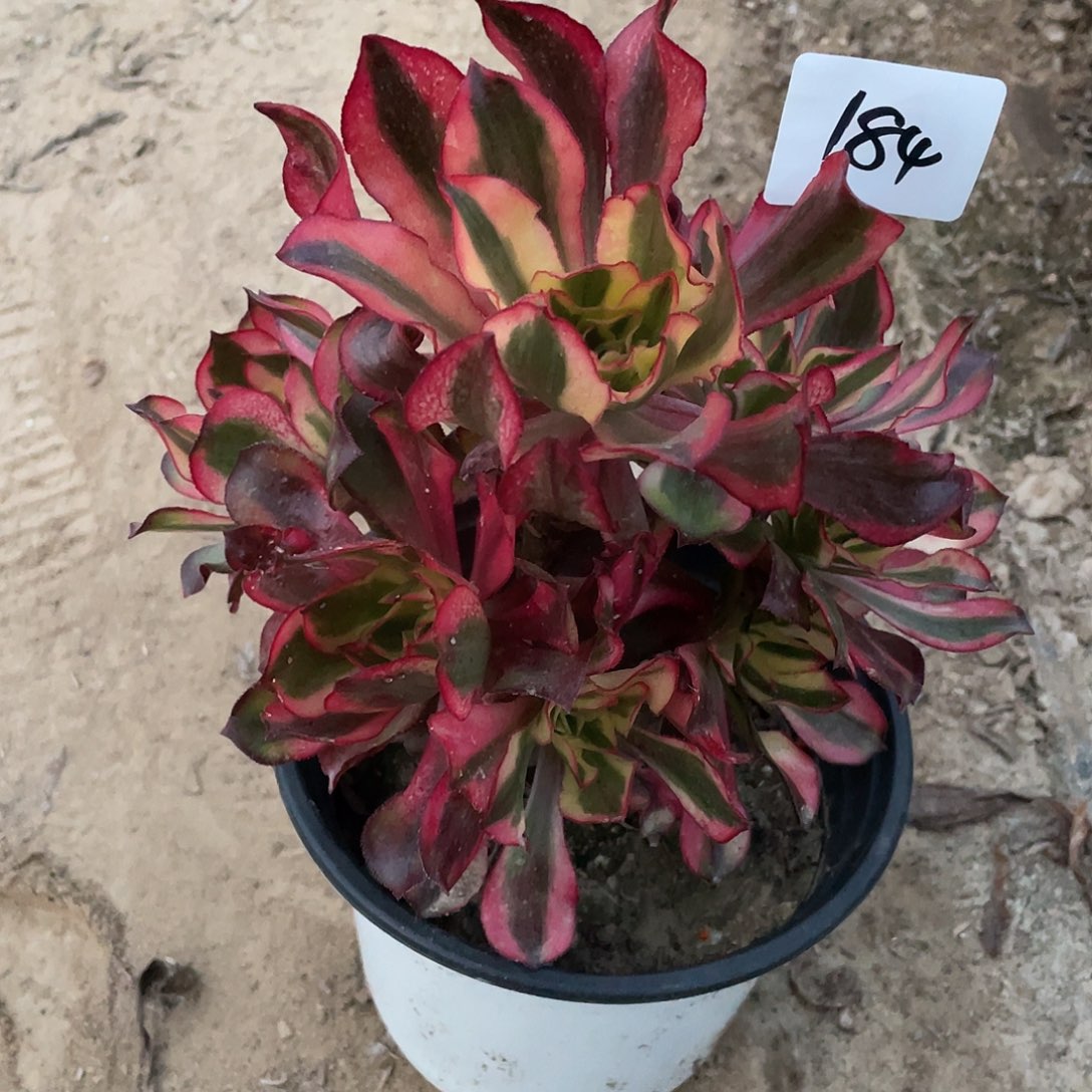 法师植物魅影法师184