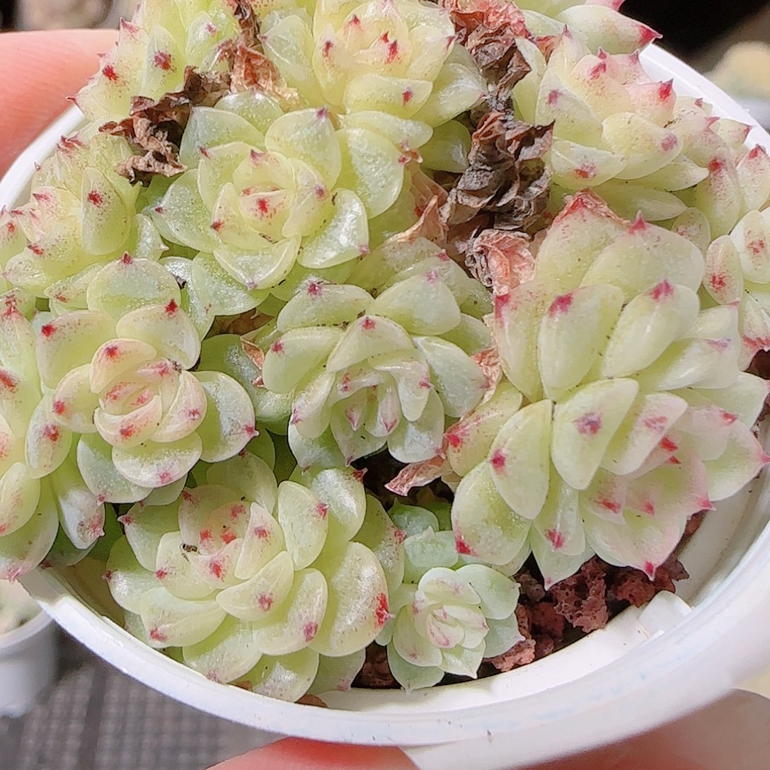 a***a花语逸镜1126-44撒