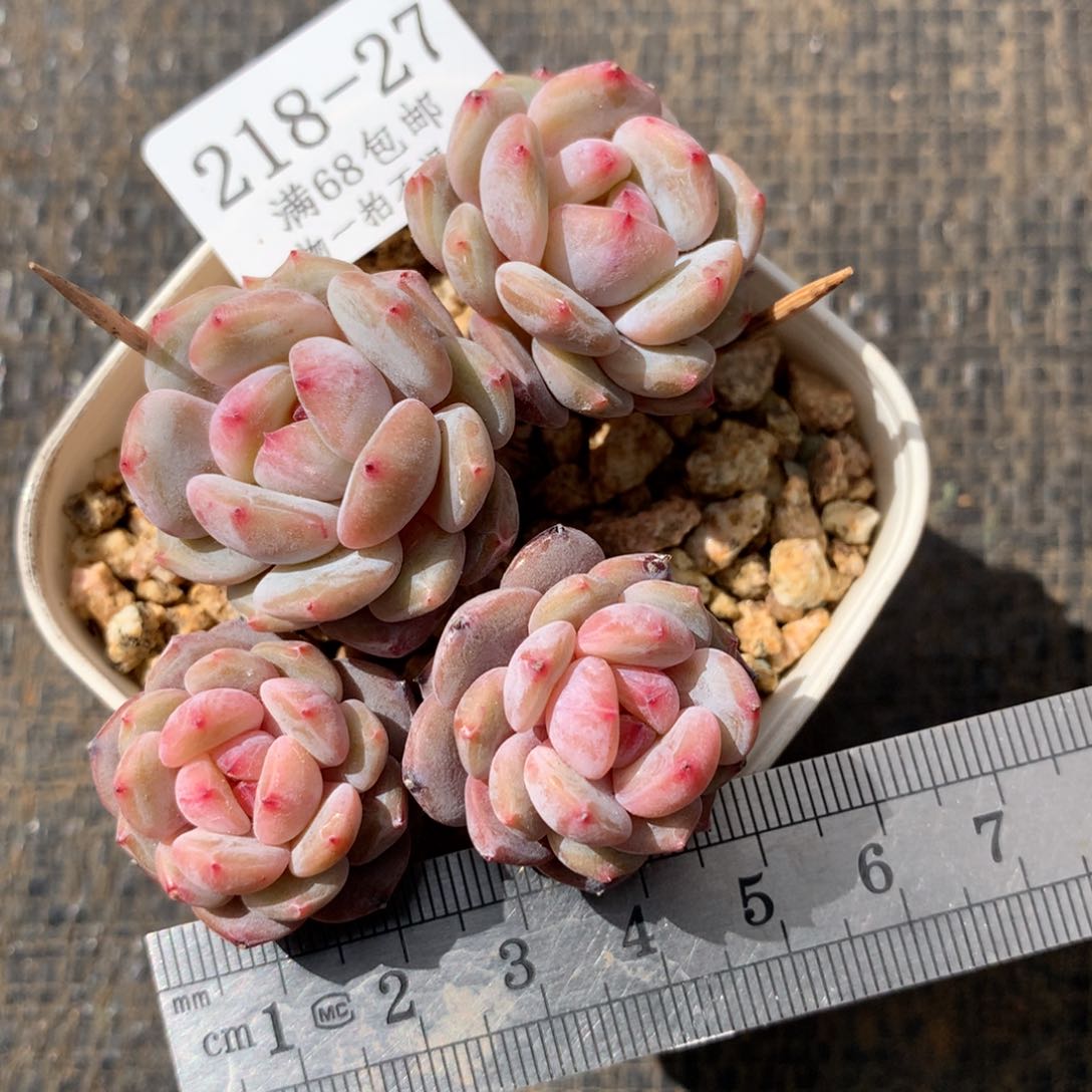 27。星星橙。四头趴地老桩。