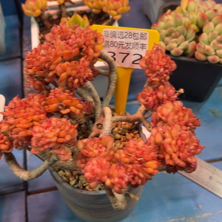 大372、微瑕dgcbvbnnnn