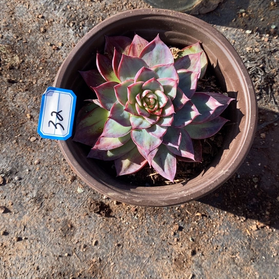 ****哥        32。        