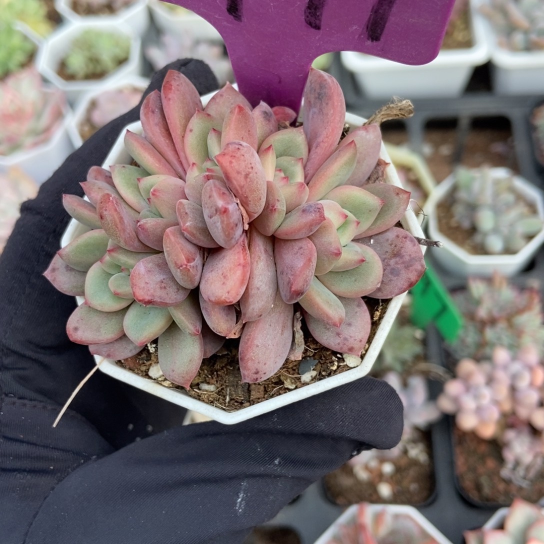 1977爱丽儿朵朵多肉