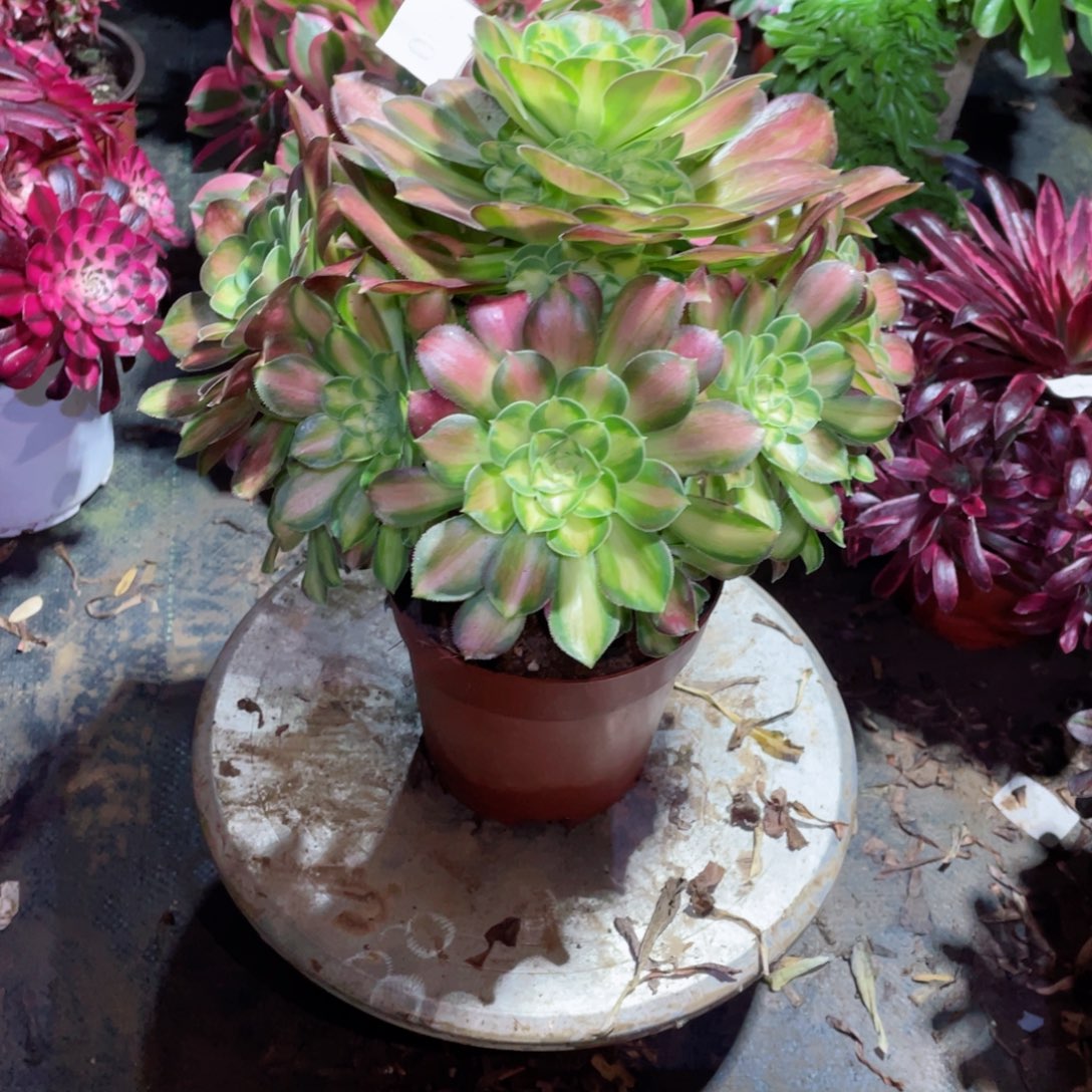 多肉植物韶华060