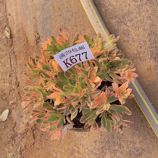 677甜茶多肉植物