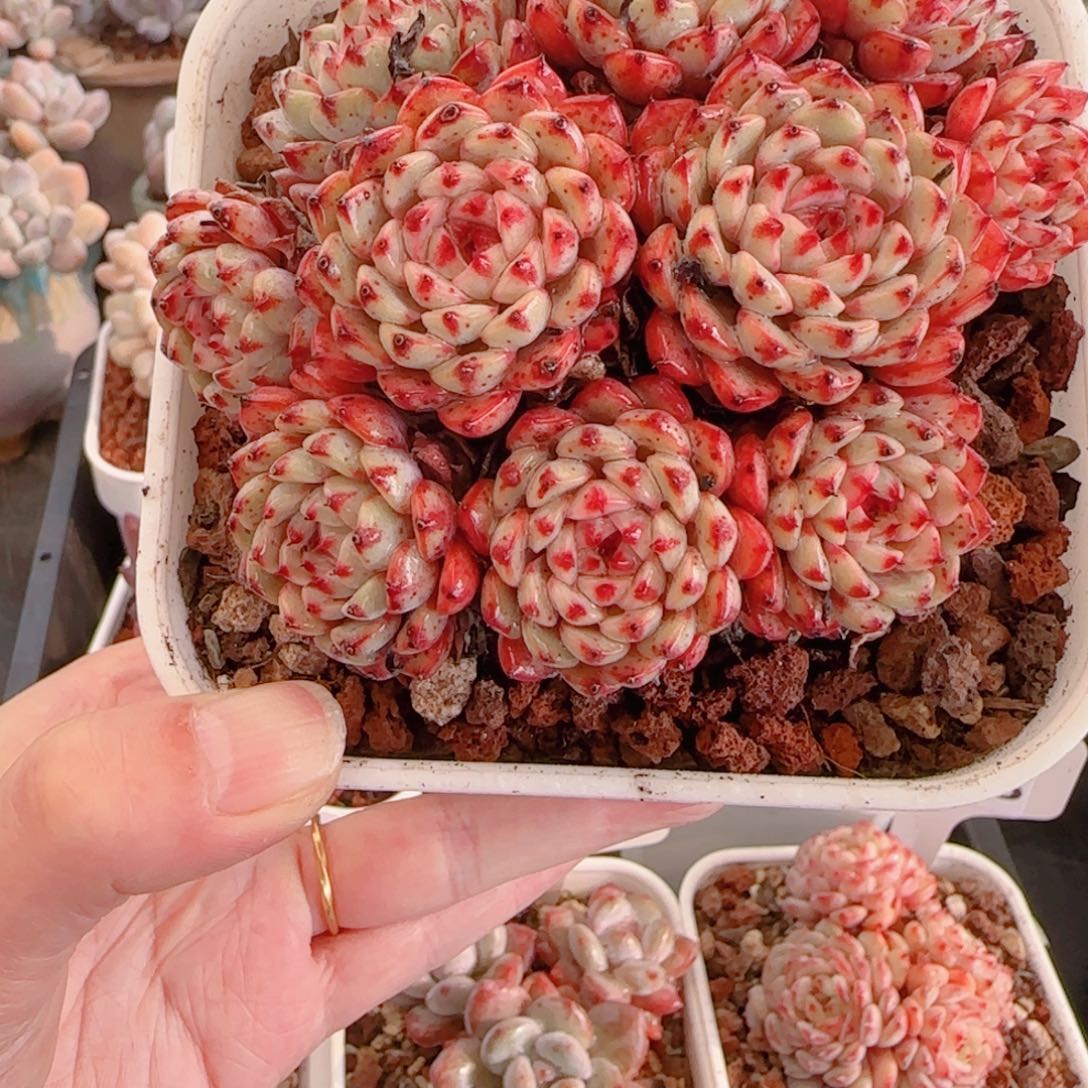 多肉植物8580…………