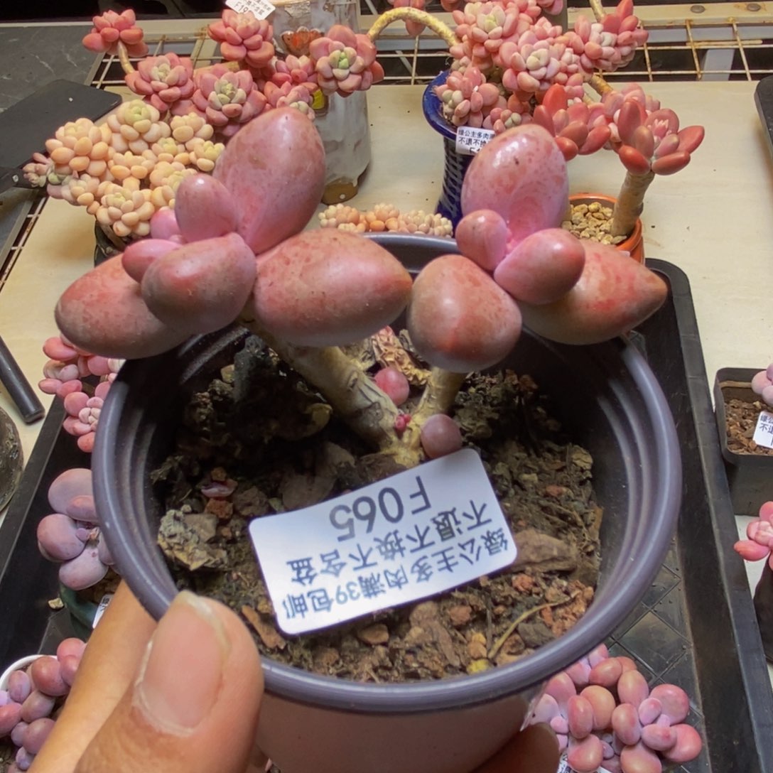 065糖果美人多肉6cm