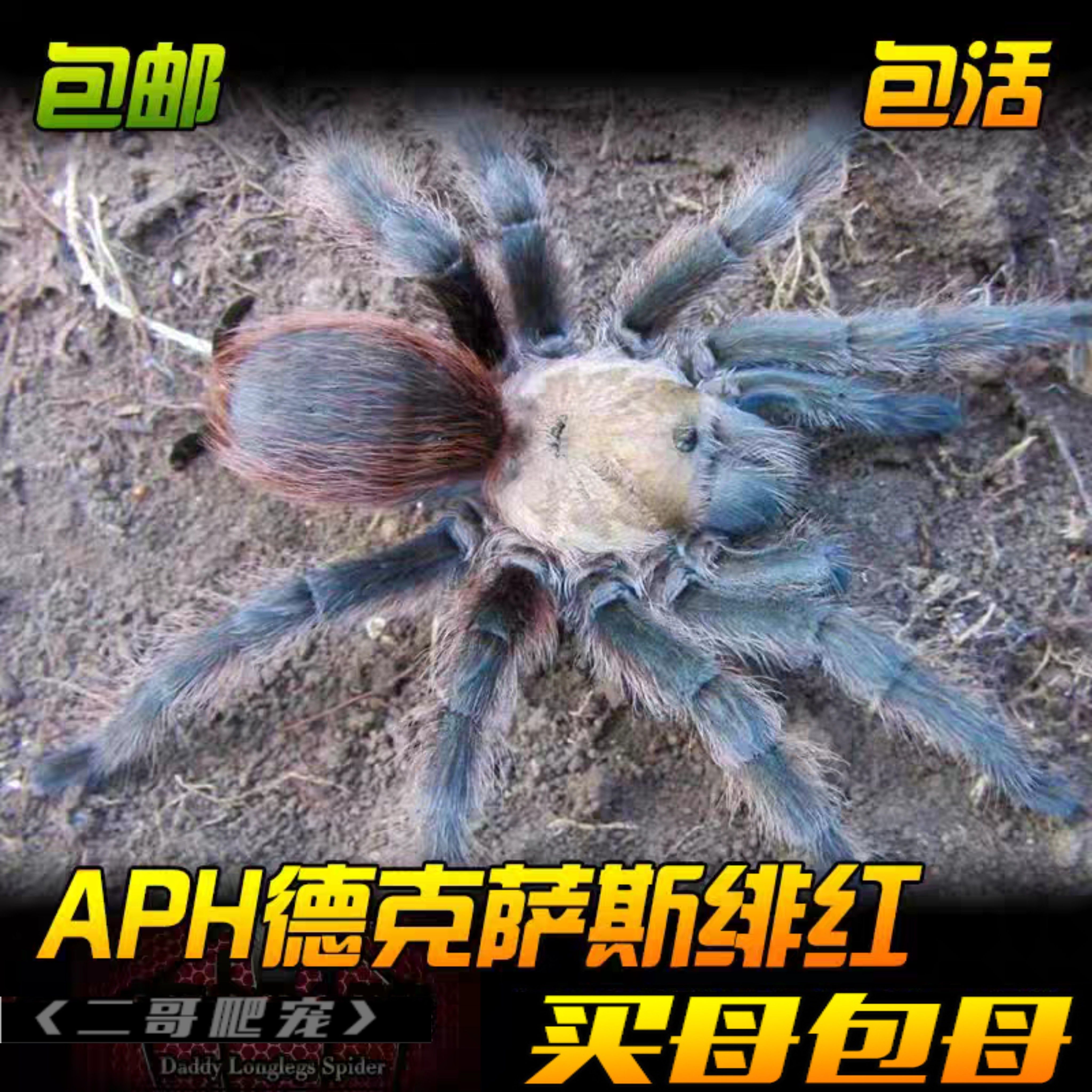 德克萨斯绯红宠物蜘蛛温顺乖巧