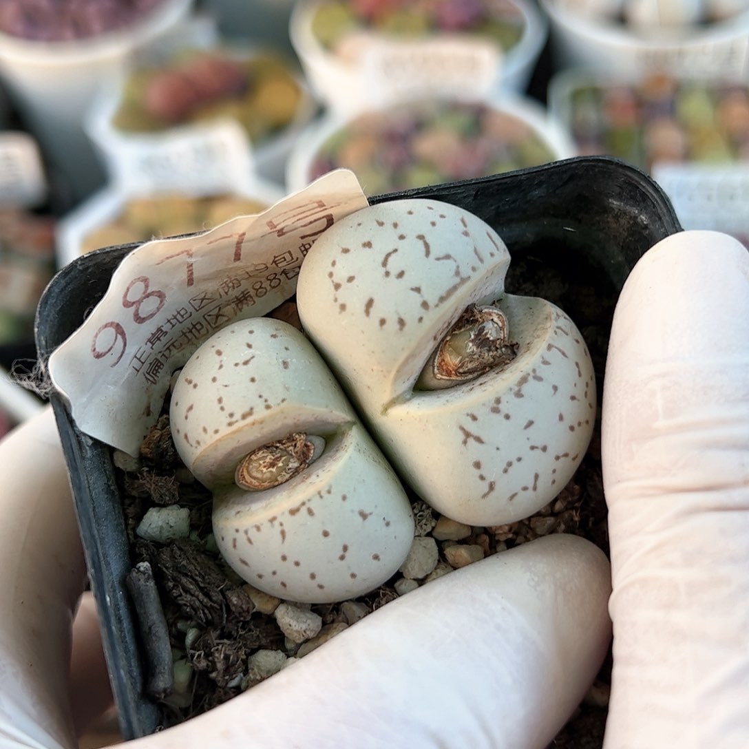 好养易活生石花大母本9877