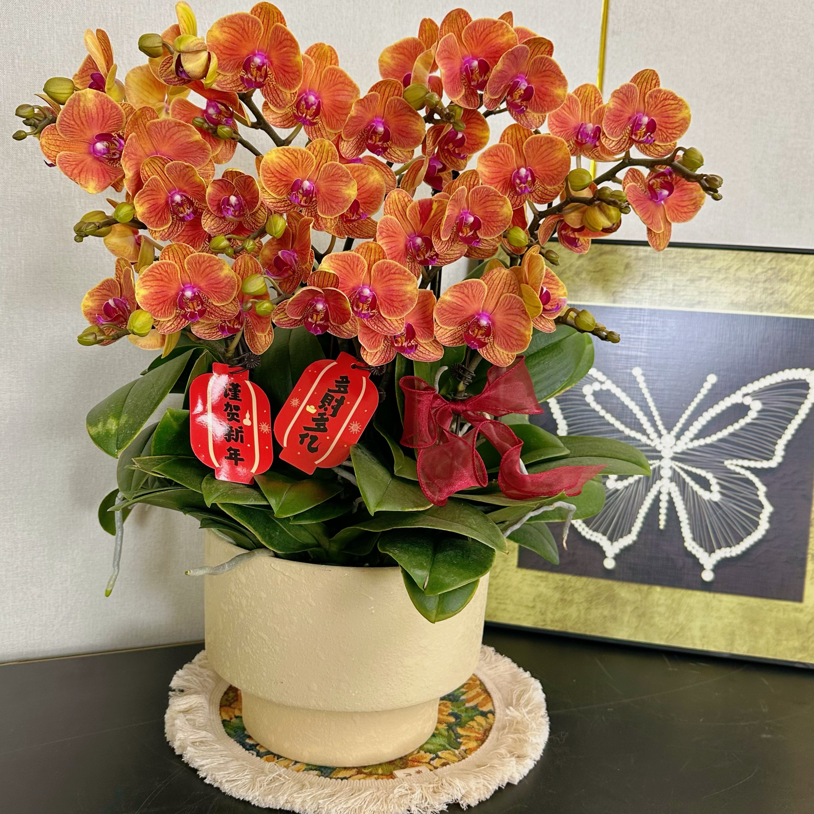 南汐蝴蝶兰【吉利】年宵花乔 迁之喜 带花带花苞发货好养花期长